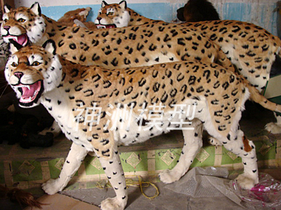 動(dòng)物模型