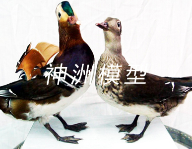 動(dòng)物模型